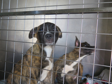 DAYLI, Hund, mischling in Spanien - Bild 4