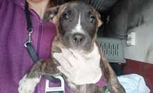 DAYLI, Hund, mischling in Spanien - Bild 5