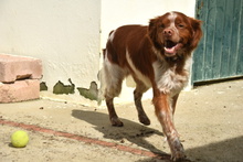 TOM, Hund, Epagneul Breton in Spanien - Bild 1
