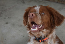 TOM, Hund, Epagneul Breton in Spanien - Bild 10