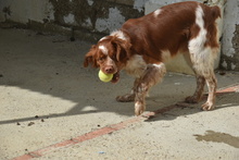 TOM, Hund, Epagneul Breton in Spanien - Bild 11