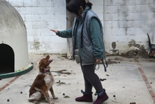 TOM, Hund, Epagneul Breton in Spanien - Bild 12