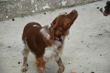 TOM, Hund, Epagneul Breton in Spanien - Bild 13