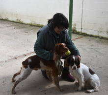 TOM, Hund, Epagneul Breton in Spanien - Bild 14