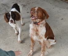 TOM, Hund, Epagneul Breton in Spanien - Bild 15