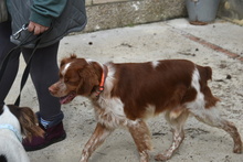 TOM, Hund, Epagneul Breton in Spanien - Bild 2