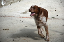 TOM, Hund, Epagneul Breton in Spanien - Bild 3