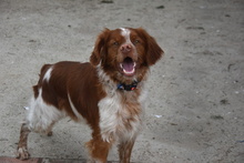 TOM, Hund, Epagneul Breton in Spanien - Bild 4