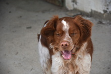 TOM, Hund, Epagneul Breton in Spanien - Bild 5