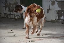 TOM, Hund, Epagneul Breton in Spanien - Bild 6