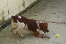 TOM, Hund, Epagneul Breton in Spanien - Bild 7