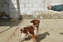 TOM, Hund, Epagneul Breton in Spanien - Bild 8