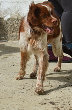 TOM, Hund, Epagneul Breton in Spanien - Bild 9