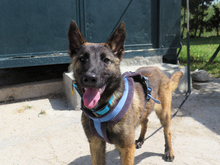 CRAZY, Hund, Malinois - Mischling in Spanien - Bild 1