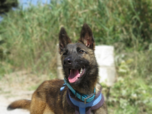 CRAZY, Hund, Malinois - Mischling in Spanien - Bild 2