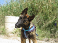 CRAZY, Hund, Malinois - Mischling in Spanien - Bild 3
