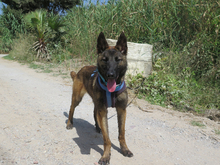 CRAZY, Hund, Malinois - Mischling in Spanien - Bild 4