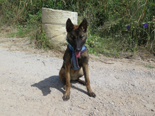 CRAZY, Hund, Malinois - Mischling in Spanien - Bild 5