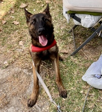CRAZY, Hund, Malinois - Mischling in Spanien - Bild 6