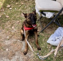 CRAZY, Hund, Malinois - Mischling in Spanien - Bild 7