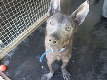 ORLANDO, Hund, mischling in Spanien - Bild 1
