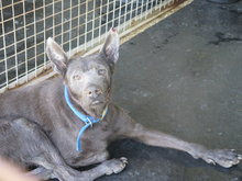 ORLANDO, Hund, mischling in Spanien - Bild 2