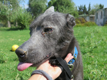 ORLANDO, Hund, mischling in Spanien - Bild 3