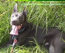 ORLANDO, Hund, mischling in Spanien - Bild 4
