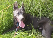 ORLANDO, Hund, mischling in Spanien - Bild 5