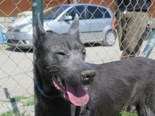 ORLANDO, Hund, mischling in Spanien - Bild 6