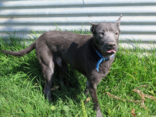 ORLANDO, Hund, mischling in Spanien - Bild 7