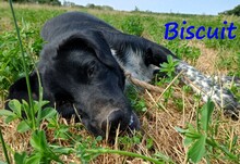 BISCUIT, Hund, Mischlingshund in Griechenland - Bild 2