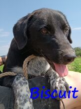 BISCUIT, Hund, Mischlingshund in Griechenland - Bild 3