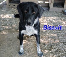 BISCUIT, Hund, Mischlingshund in Griechenland - Bild 4