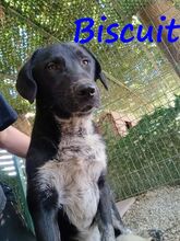 BISCUIT, Hund, Mischlingshund in Griechenland - Bild 5