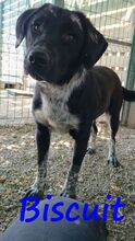 BISCUIT, Hund, Mischlingshund in Griechenland - Bild 6