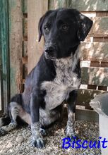 BISCUIT, Hund, Mischlingshund in Griechenland - Bild 7