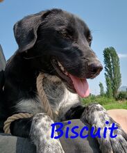 BISCUIT, Hund, Mischlingshund in Griechenland - Bild 8