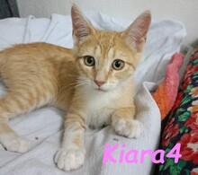KIARA4, Katze, Hauskatze in Spanien