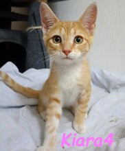 KIARA4, Katze, Hauskatze in Spanien - Bild 2