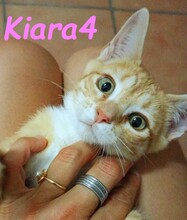 KIARA4, Katze, Hauskatze in Spanien - Bild 3