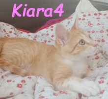 KIARA4, Katze, Hauskatze in Spanien - Bild 4