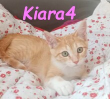 KIARA4, Katze, Hauskatze in Spanien - Bild 5