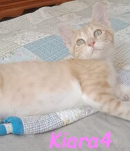 KIARA4, Katze, Hauskatze in Spanien - Bild 6