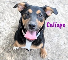 CALIOPE, Hund, Mischlingshund in Spanien - Bild 1
