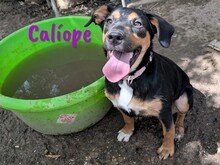 CALIOPE, Hund, Mischlingshund in Spanien - Bild 11