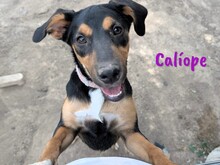 CALIOPE, Hund, Mischlingshund in Spanien - Bild 2