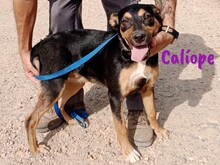CALIOPE, Hund, Mischlingshund in Spanien - Bild 3