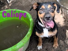 CALIOPE, Hund, Mischlingshund in Spanien - Bild 4
