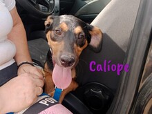 CALIOPE, Hund, Mischlingshund in Spanien - Bild 5